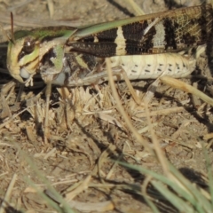 Gastrimargus musicus (Yellow-winged Locust or Grasshopper) at Paddys River, ACT - 12 Mar 2019 by MichaelBedingfield