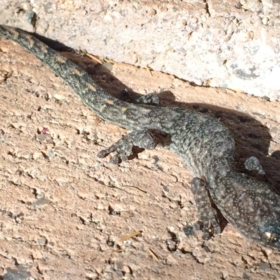 Christinus marmoratus (Southern Marbled Gecko) at Theodore, ACT - 27 Apr 2019 by simonkel