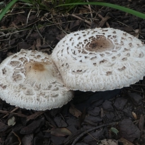 Chlorophyllum/Macrolepiota sp. (genus) at Kambah, ACT - 6 Apr 2019