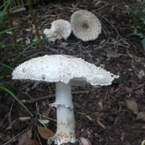 Chlorophyllum/Macrolepiota sp. (genus) at Kambah, ACT - 6 Apr 2019 03:47 PM