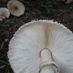 Chlorophyllum/Macrolepiota sp. (genus) at Kambah, ACT - 6 Apr 2019 03:47 PM