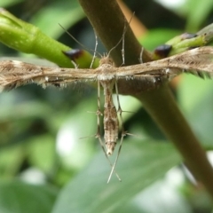 Sphenarches anisodactylus (Geranium Plume Moth) at Kambah, ACT - 6 Apr 2019 by HarveyPerkins