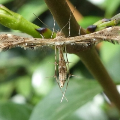 Sphenarches anisodactylus (Geranium Plume Moth) at Kambah, ACT - 6 Apr 2019 by HarveyPerkins