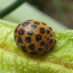 Epilachna sumbana (A Leaf-eating Ladybird) at Kambah, ACT - 14 Apr 2019 by HarveyPerkins