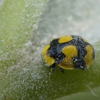 Illeis galbula (Fungus-eating Ladybird) at Kambah, ACT - 14 Apr 2019 by HarveyPerkins