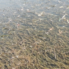 Vallisneria australis (Ribbonweed, Eelweed) at Point Hut to Tharwa - 12 Mar 2019 by michaelb