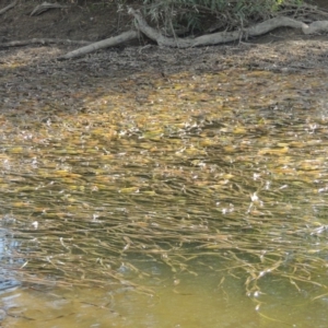 Vallisneria australis at Paddys River, ACT - 12 Mar 2019