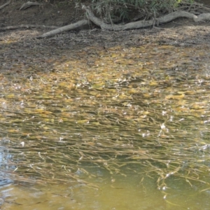 Vallisneria australis at Paddys River, ACT - 12 Mar 2019 05:59 PM