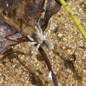 Pisauridae (family) at Paddys River, ACT - 20 Apr 2019