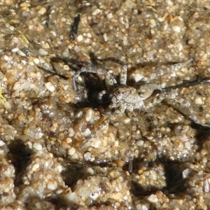 Pisauridae (family) at Paddys River, ACT - 20 Apr 2019