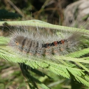 Orgyia anartoides at Paddys River, ACT - 20 Apr 2019