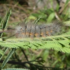 Orgyia anartoides at Paddys River, ACT - 20 Apr 2019 03:11 PM