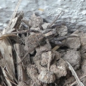 Venatrix pseudospeciosa at Kambah, ACT - 22 Apr 2019