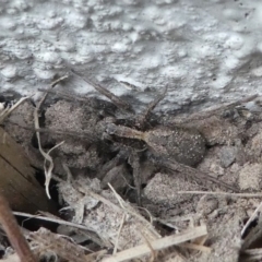 Venatrix pseudospeciosa at Kambah, ACT - 22 Apr 2019 04:08 PM