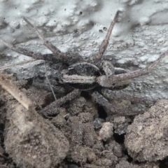 Venatrix pseudospeciosa at Kambah, ACT - 22 Apr 2019