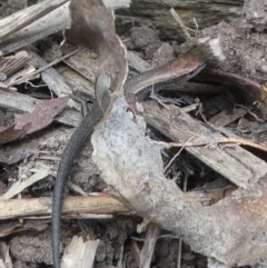 Lampropholis delicata (Delicate Skink) at Kambah, ACT - 22 Apr 2019 by HarveyPerkins