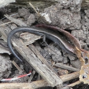 Lampropholis delicata at Kambah, ACT - 22 Apr 2019 04:12 PM