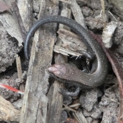 Lampropholis delicata at Kambah, ACT - 22 Apr 2019 04:12 PM