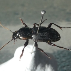 Carabidae (family) (Predatory ground beetle) at Barunguba (Montague) Island - 26 Mar 2003 by HarveyPerkins