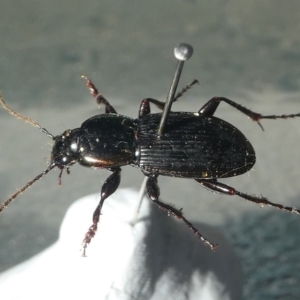 Carabidae (family) at Undefined, NSW - 26 Mar 2003