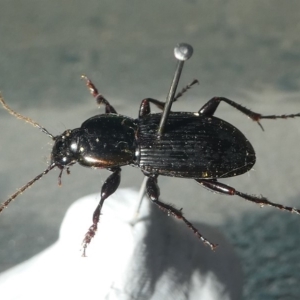 Carabidae (family) at Undefined, NSW - 26 Mar 2003 07:00 PM