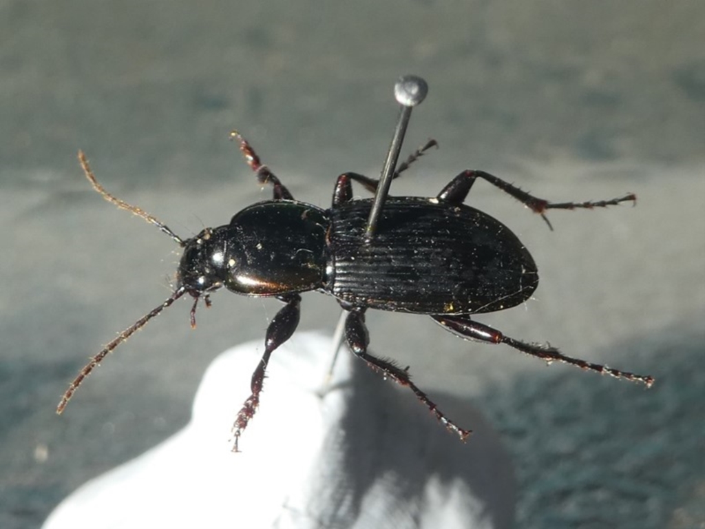 CARABIDAE (family) at Undefined, NSW - 26 Mar 2003