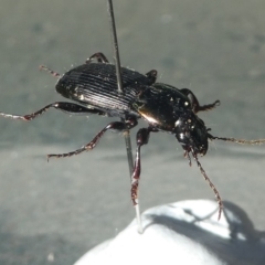 CARABIDAE (family) at Undefined, NSW - 26 Mar 2003