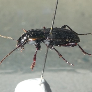 Carabidae (family) at Undefined, NSW - 26 Mar 2003 07:00 PM