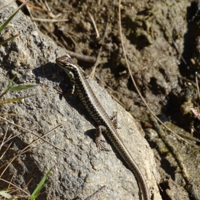 Eulamprus heatwolei (Yellow-bellied Water Skink) at Stony Creek - 27 Apr 2019 by Mike