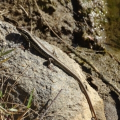 Eulamprus heatwolei at Stromlo, ACT - 27 Apr 2019