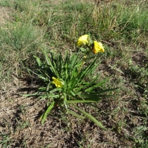 Oenothera stricta subsp. stricta at Stromlo, ACT - 27 Apr 2019 03:09 PM