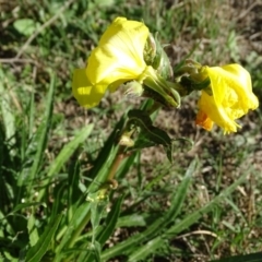 Oenothera stricta subsp. stricta at Stromlo, ACT - 27 Apr 2019 03:09 PM