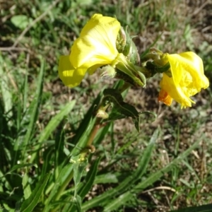 Oenothera stricta subsp. stricta at Stromlo, ACT - 27 Apr 2019