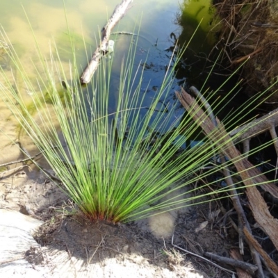 Unverified Rush, Sedge or Mat Rush at Stony Creek - 27 Apr 2019 by Mike