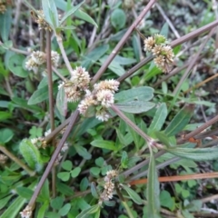 Alternanthera denticulata (Lesser Joyweed) at Stony Creek - 27 Apr 2019 by Mike