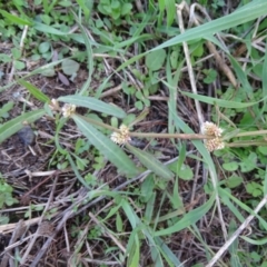 Alternanthera denticulata at Stromlo, ACT - 27 Apr 2019