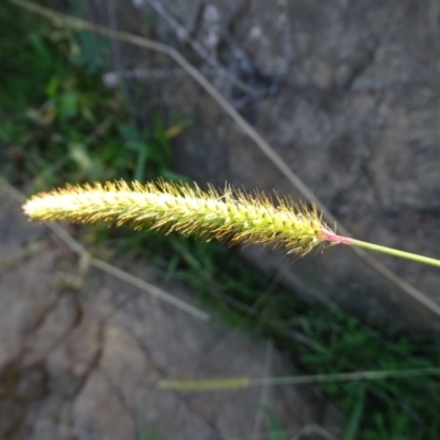 Setaria parviflora (Slender Pigeon Grass) at Stromlo, ACT - 27 Apr 2019 by Mike