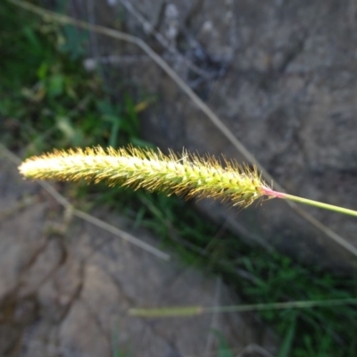 Setaria parviflora (Slender Pigeon Grass) at Stony Creek - 27 Apr 2019 by Mike