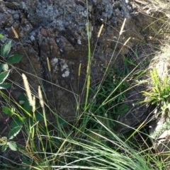 Setaria parviflora at Stromlo, ACT - 27 Apr 2019