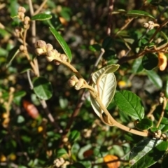 Pomaderris betulina subsp. betulina (Birch Pomaderris) at Stony Creek - 27 Apr 2019 by Mike