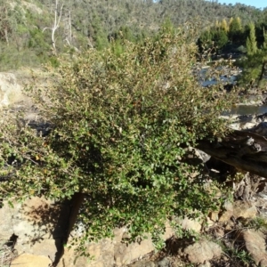 Pomaderris betulina subsp. betulina at Stromlo, ACT - 27 Apr 2019