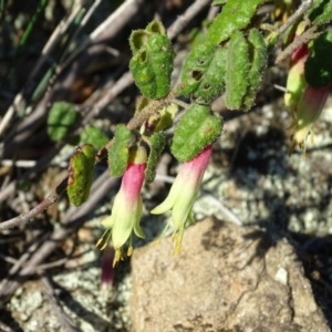 Correa reflexa var. reflexa at Stromlo, ACT - 27 Apr 2019