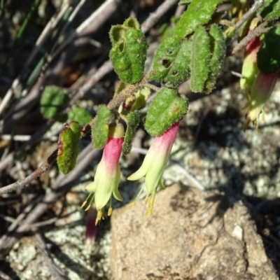 Correa reflexa var. reflexa (Common Correa, Native Fuchsia) at Stromlo, ACT - 27 Apr 2019 by Mike