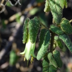 Correa reflexa var. reflexa at Stromlo, ACT - 27 Apr 2019