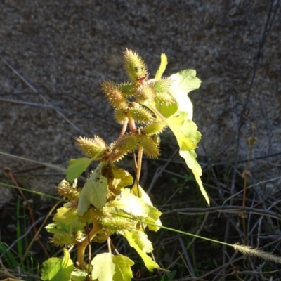 Xanthium occidentale (Noogoora Burr, Cockle Burr) at Stromlo, ACT - 27 Apr 2019 by Mike