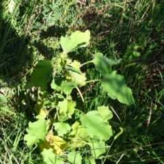 Xanthium occidentale at Stromlo, ACT - 27 Apr 2019