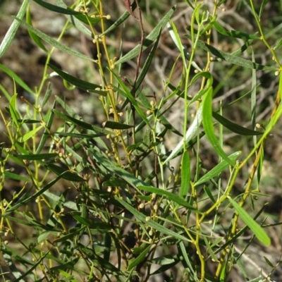 Acacia dawsonii (Dawson's Wattle) at Stromlo, ACT - 27 Apr 2019 by Mike