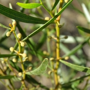 Acacia dawsonii at Stromlo, ACT - 27 Apr 2019