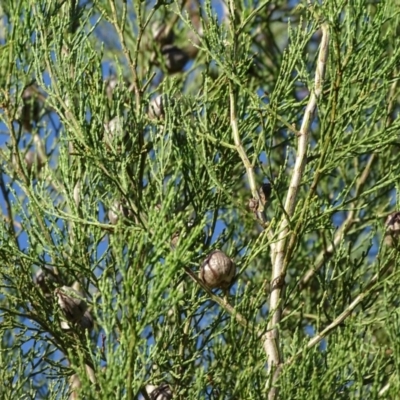 Callitris endlicheri (Black Cypress Pine) at Stony Creek - 27 Apr 2019 by Mike