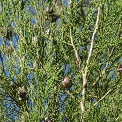 Callitris endlicheri (Black Cypress Pine) at Stromlo, ACT - 27 Apr 2019 by Mike